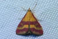 Pyrausta sanguinalis