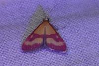 Pyrausta virginalis
