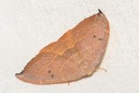 Watsonalla uncinula