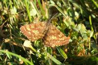 Ematurga atomaria