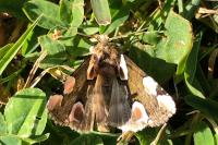 Thyatira batis