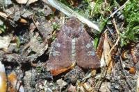Cerastis leucographa
