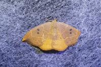 Watsonalla binaria