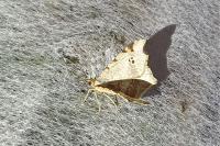Macaria alternata