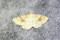 Adactylotis contaminaria