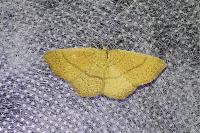 Cyclophora ruficiliaria