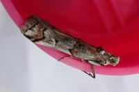 Pempelia palumbella