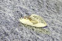 Cilix glaucata