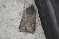 Spudaea ruticilla