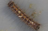 Lymantria dispar