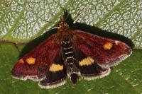 Pyrausta aurata