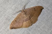 Watsonalla binaria