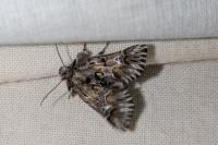 Amephana aurita