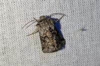 Cleonymia yvanii