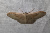 Idaea degeneraria