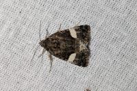 Tyta luctuosa