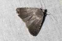 Caradrina flavirena