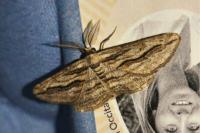 Ecleora solieraria