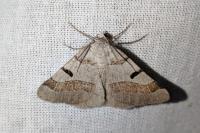 Itame vincularia