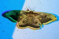 Saturnia pyri
