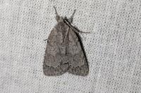 Bryonycta pineti