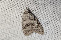Nola cicatricalis