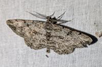 Peribatodes rhomboidaria rhomboidaria