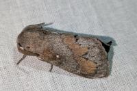 Dendrolimus pini pini