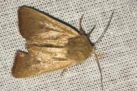 Mythimna sicula