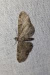Eupithecia virgaureata