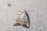 Nola infantula
