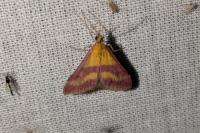 Pyrausta sanguinalis