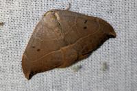Watsonalla uncinula