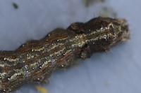 Allophyes oxyacanthae