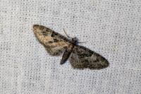 Eupithecia abbreviata/dodoneata