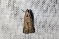 Ephestia