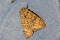 Recoropha canteneri