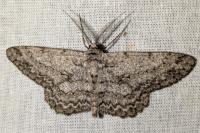 Hypomecis punctinalis