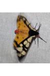 Arctia villica