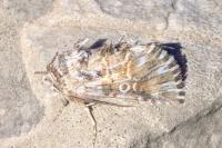Omphalophana antirrhinii