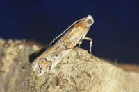Pempelia palumbella