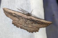 Menophra nycthemeraria