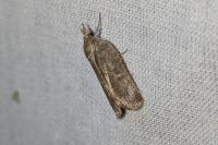 Nycteola siculana/revayana