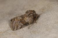 Cleonymia yvanii