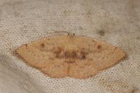 Cyclophora puppillaria