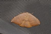 Watsonalla uncinula