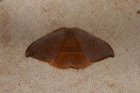 Watsonalla uncinula