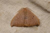 Watsonalla uncinula