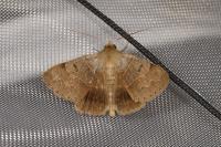 Minucia lunaris