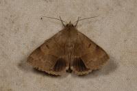Minucia lunaris
